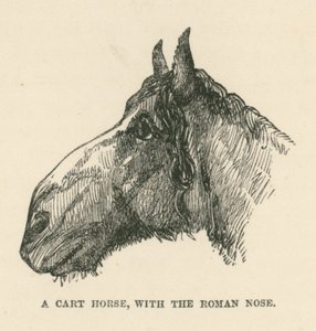 Um cavalo de carroça, com o nariz romano (gravura) de English School