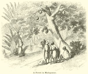 Uma floresta em Madagascar de English School