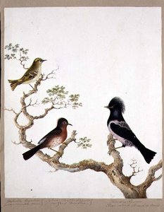 Uma carriça de crista dourada, um toutinegra de Dartford e um tordo colorido de Rosa ou Ouzel, 1824 (wc no papel) de English School