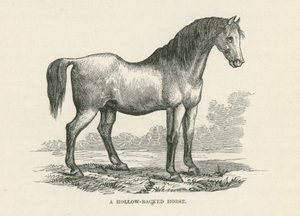 Um cavalo de dorso oco (gravura) de English School
