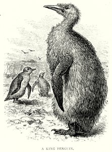 Um Rei Pinguim (gravura) de English School