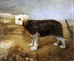 Um Cão Pastor, Campos Além de English School