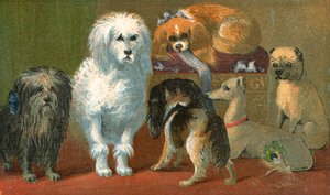 Um terrier de Skye, poodle francês, dois spaniels, galgo italiano e um cão pug