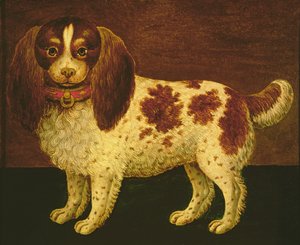 Um Spaniel
