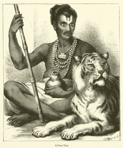 Um Tigre Domado (gravura) de English School