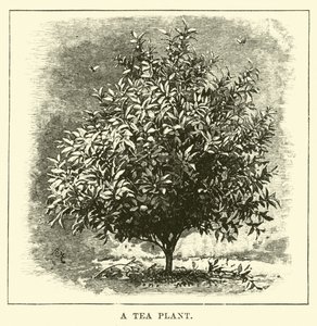 Uma planta de chá de English School