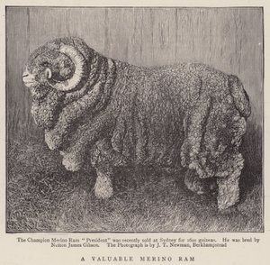 Um valioso carneiro Merino (gravura) de English School
