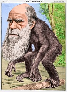 "A Venerable Orang-outang", uma caricatura de Charles Darwin como um macaco de English School