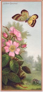 Um cartão de Natal vitoriano representando uma borboleta e um arbusto de rosas de cachorro, c.1880 de English School