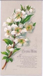 Um cartão de Natal vitoriano com um spray de rosas de Natal e um verso, c.1880 de English School