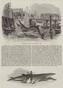 A Whale Species in the Thames (gravura) de English School