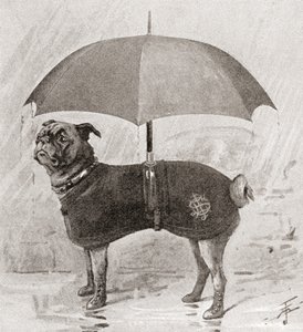 Um pug com botas, casaco e guarda-chuva para o proteger da chuva de English School