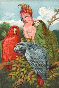 Um papagaio vermelho, cinzento e verde e uma cacatua de English School
