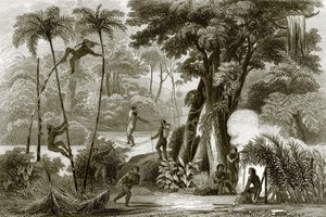 Uma cena na floresta brasileira de English School