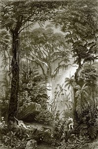 Uma cena na floresta brasileira de English School