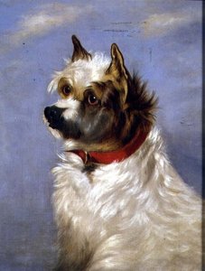 Um terrier com um colarinho vermelho de English School
