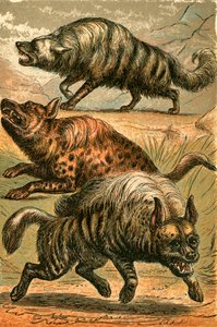 Lobo de Aard, hiena-malhada e hiena listrada de English School