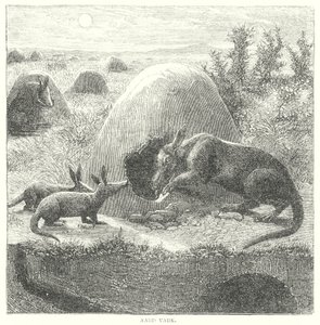 Aardvark (gravura) de English School