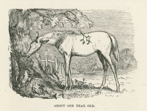 Cerca de um ano de idade (gravura) de English School