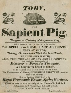 Anúncio para Toby the Sapient Pig, a maior curiosidade dos dias atuais de English School