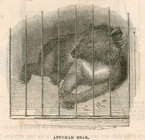 Urso afegão de English School