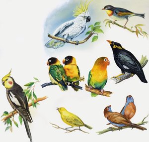 Todos os tipos de aves de estimação