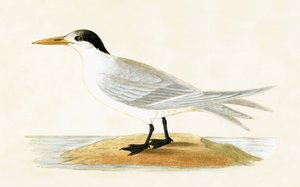 Tern Aliado, ilustração de "Uma História das Aves da Europa Não Observadas nas Ilhas Britânicas", de Charles Robert Bree (1811-1886), publicado em 1867