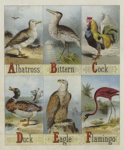Alfabeto de Aves (cor litho) de English School