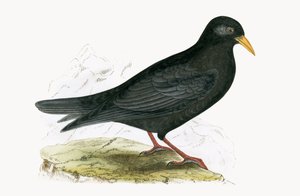 Alpine Chough, ilustração de "Uma História das Aves da Europa Não Observadas nas Ilhas Britânicas", de Charles Robert Bree (1811-1886), publicada em 1867 de English School