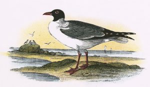 Gaivota de riso americana de English School