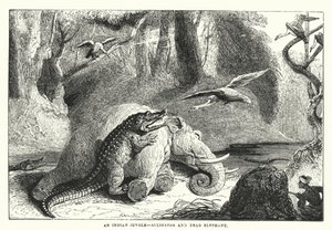 Uma selva indiana, jacaré e elefante morto (gravura) de English School