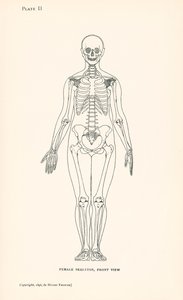 Anatomia: Esqueleto feminino, vista frontal (litografia) de English School