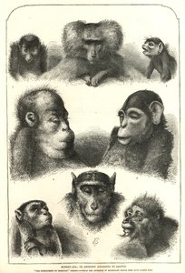 Ancestrais de acordo com Darwin de English School