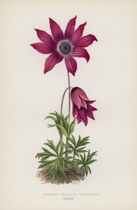 Anémona Stellata, Hortensis (litografia a cores) de English School