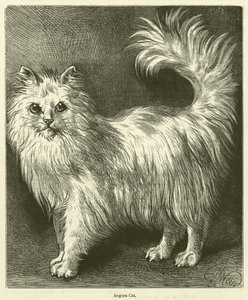 Gato angorá (gravura) de English School