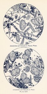 Animalcules e Infusórios na Água (litografia a cores) de English School