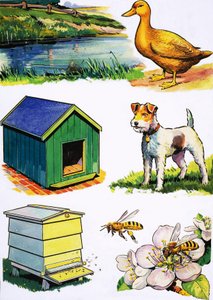 Animais e seus lares de English School