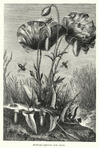 Anthocopa papaveris e Ninhos (gravura) de English School