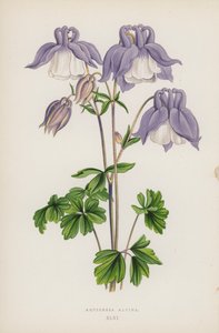Aquilegia Alpina (cor litho) de English School