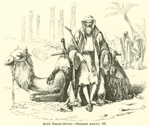 Piloto de Camelo Árabe, Gênesis, xxxvii, 25 de English School