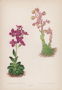 Arabis Blepharophylla; Saxifraga Ambigua (cor litho) de English School