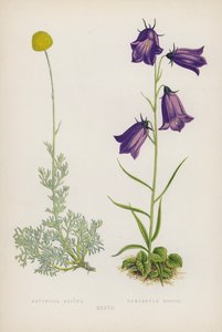 Artemisia Alpina; Campanula Hostii (litografia a cores) de English School