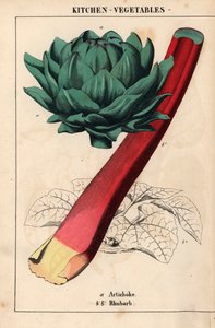Artichoke heart and crimson rhubarb , de "The Instructive Picturebook, or Lessons from the Vegetable World," [Charlotte Mary Yonge], Edimburgo de English School