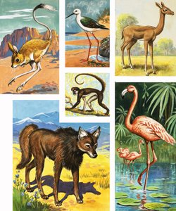 Animais sortidos de English School
