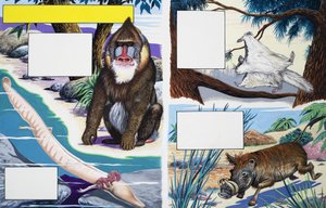 Animais sortidos de English School