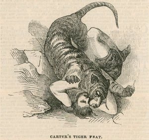Anfiteatro Astleys, Londres - Façanha do tigre de Carters de English School