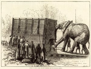 Tentativa de retirar Jumbo, o grande elefante, do Jardim Zoológico (gravura) de English School