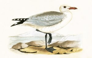 Audouin&39;s Gull, ilustração de "Uma História das Aves da Europa Não Observadas nas Ilhas Britânicas", de Charles Robert Bree (1811-1886), publicada em 1867