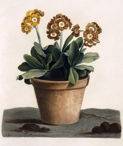 Auricula in a Pot, c.1840s (gravação a cores à mão) de English School