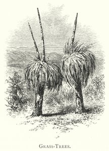 Austrália: Grass-Trees (gravura) de English School